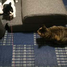 ネズミの玩具(=^ェ^=)の画像