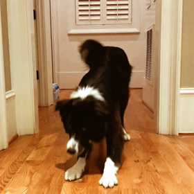 ペットと一緒におうちタイムを楽しもう⁉️の画像