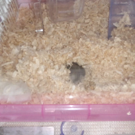 ハムスターが相手にしてくれません。の画像