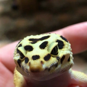 レオパの鳴き声 ♪の画像