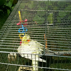 奇跡が起きたのと、庭先の雀達に檸檬さん【猫 オカメインコ】の画像