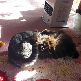 かかってこいや喧嘩上等！の画像