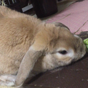 カメラ目線の画像