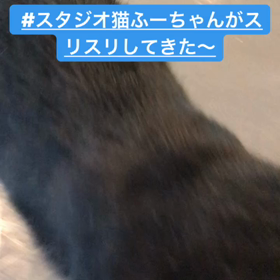ダンス大好き猫の画像