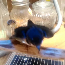 ツバメちゃんの画像