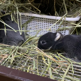 ちどりちゃんベビーおめめがあきました。の画像