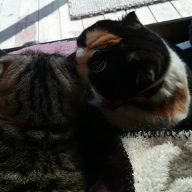 春光麗らか。らぶらぶ(^-^)の画像