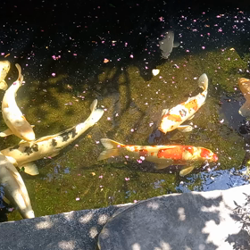 青紫蘇を使って～の画像