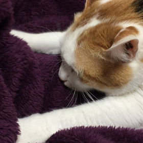 もみもみの画像