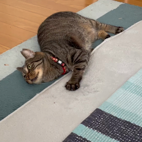 コロナワクチンで熱出た！の画像