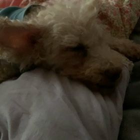 いびきすらも愛おしいの画像