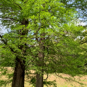 ハルゼミが鳴きだしたの画像