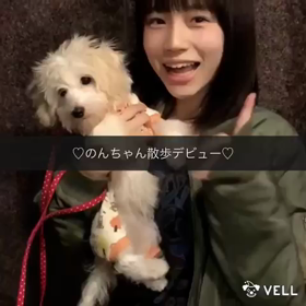 初動画:のんちゃんお散歩デビュー【もも】の画像