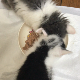 ゴマちゃんとこうや君の画像