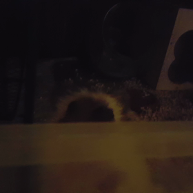 ミルワームくれくれのグイグイの画像