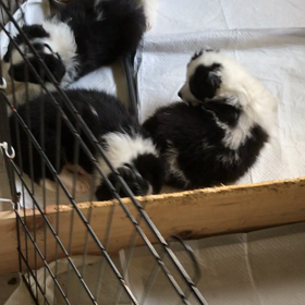 明日から 修行開始します。の画像