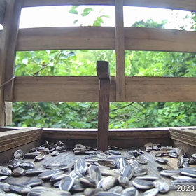 すぎぴたんの事件簿シーズン3　307話（えっ！撮ってるの？子ヤマガラ）の画像