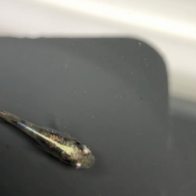 今日もコイツの画像