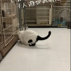 じゅんこのひとり遊びの画像