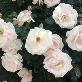 周囲の反応の画像