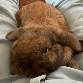 雨で散歩に出れないので（股間でまったり）の画像