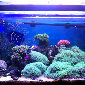 ４連休前に嬉しくてアクアリウム動画の画像