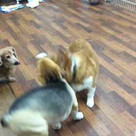 リリー君の登場の画像