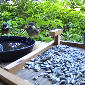 すぎぴたんの事件簿シーズン２　２９０話（何人？ヤマガラ）の画像