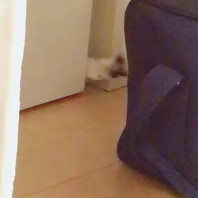 泥棒か？の画像