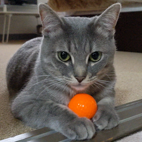 ボールが大好きなおまる君の画像