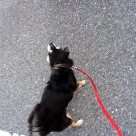 りんちゃん、ソラくんの画像