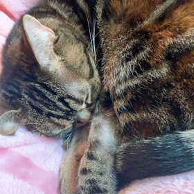 豪快な…の画像