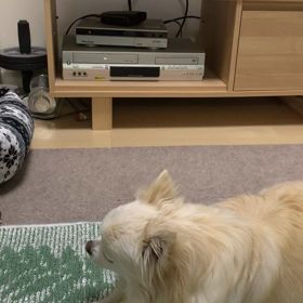 チワワくんもテレビの前にの画像