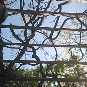 マスクde弾き語りウクレレ♪の画像