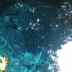 柿田川湧水公園。の画像