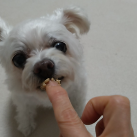 今日のモコ、追記の画像