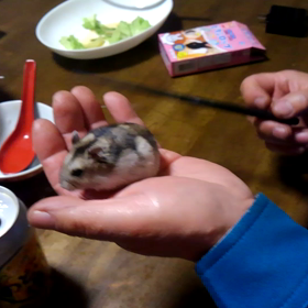 音に反応するチャコピーの画像