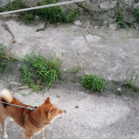 はなちゃん♪のご飯 8月26日の画像