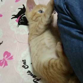 むぎっちゅ☆子猫むぎっちゅ動画の画像