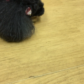 食べてる間は静か。の画像