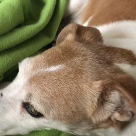 アナベルちゃん。ホラー映画の画像