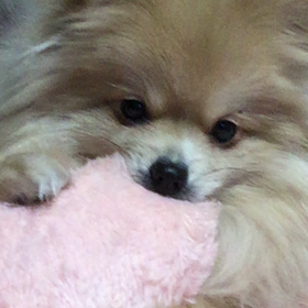 眠いっす。の画像