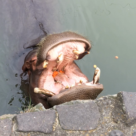 カバさんの画像