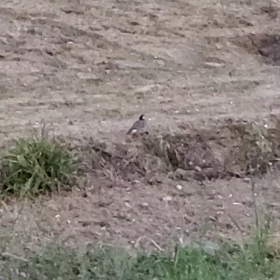 バードウォッチングの画像