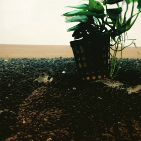 まだ梅雨があけないの画像