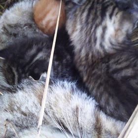 子猫ってヤツはの画像