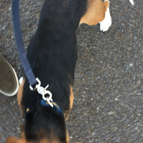 お散歩練習動画…の画像