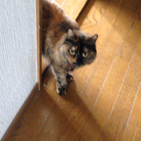 おねだりの画像