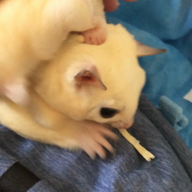 ビジューとクロエの画像