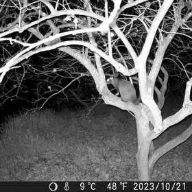 すぎぴたんの事件簿シーズン3　416話（くつろぐハクビシン）の画像